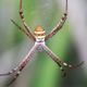 Illustration for article titled Male Spiders "Shudder" to Calm Their Cannibalistic Brides